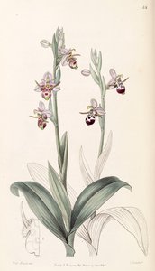 Ophrys scolopax subsp. cornuta (als syn. Ophrys cornuta) door Miss Drake